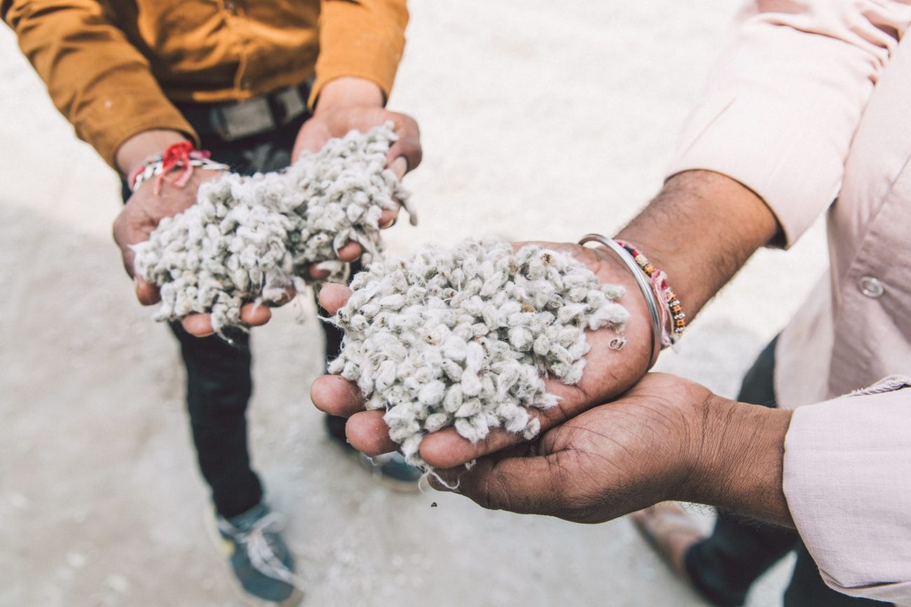 people holding handfuls of raw organic cotton fibers.